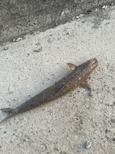 エソの釣果