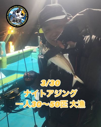 アジの釣果
