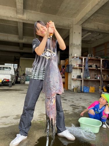 コブシメの釣果