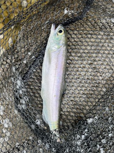 ヒメマスの釣果