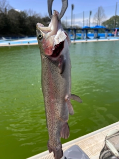ニジマスの釣果