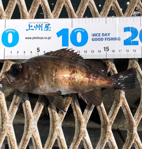メバルの釣果