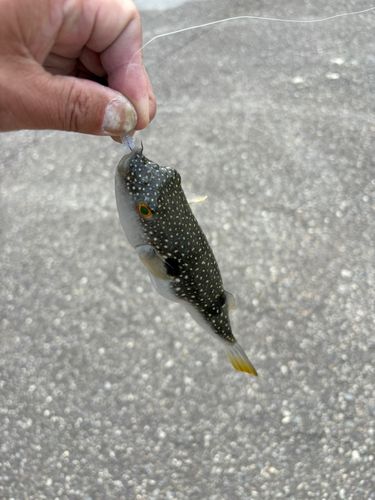 フグの釣果