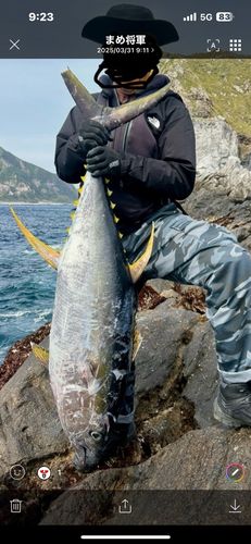 キハダマグロの釣果