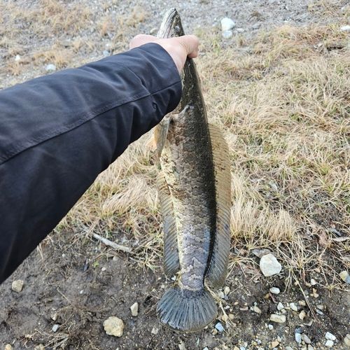 カムルチーの釣果