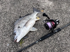 キチヌの釣果