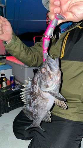 クロソイの釣果