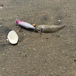 シタビラメ