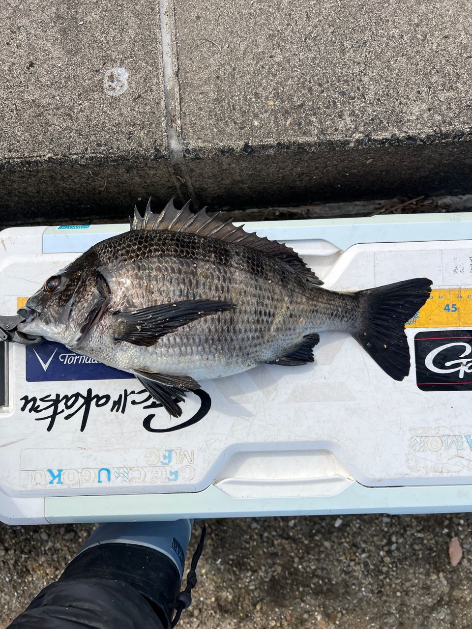 クロダイ