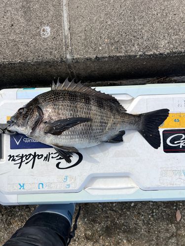 クロダイの釣果