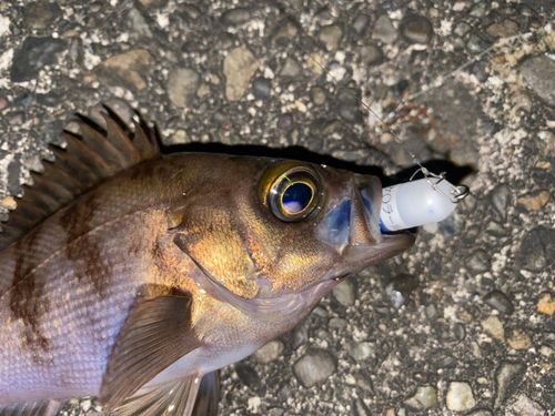 メバルの釣果