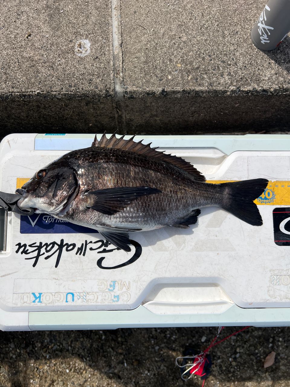 クロダイ