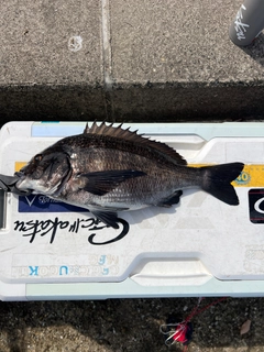 クロダイの釣果