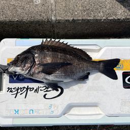 クロダイ