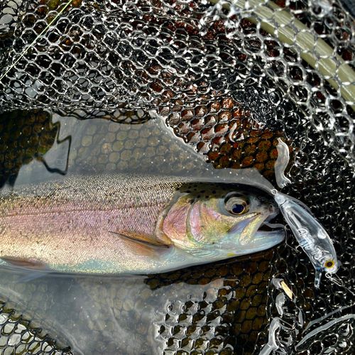 ニジマスの釣果