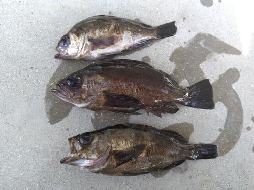 メバルの釣果