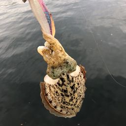 モンゴウイカ