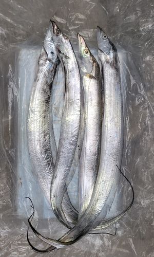 タチウオの釣果