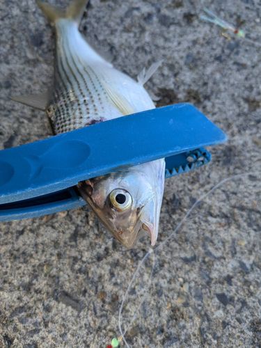 コノシロの釣果