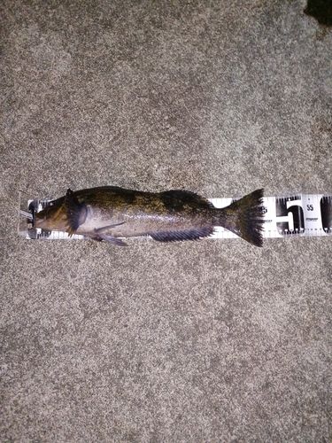 アイナメの釣果