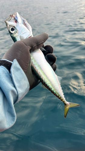 サバの釣果