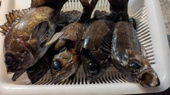 メバルの釣果