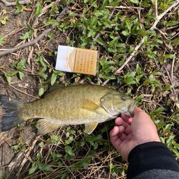 スモールマウスバス