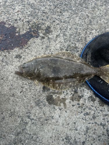 ヒラメの釣果