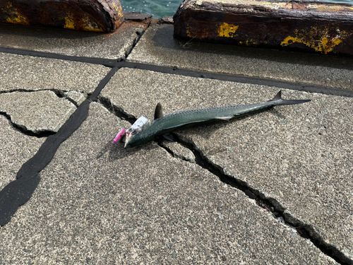 サゴシの釣果