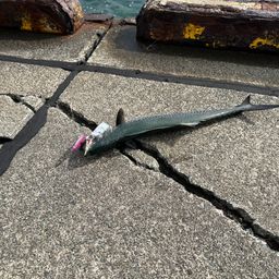 サゴシ