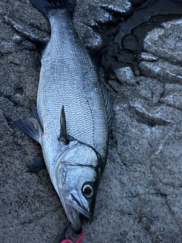 ヒラスズキの釣果