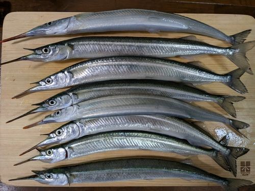 サヨリの釣果