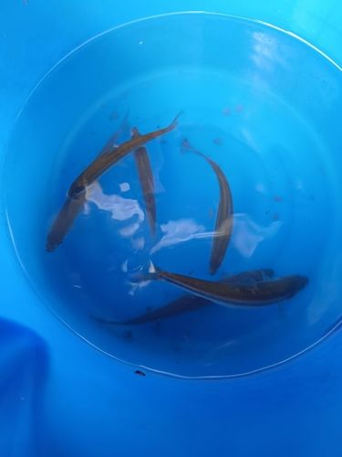 ホンモロコの釣果