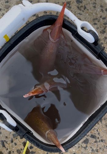 ササイカの釣果