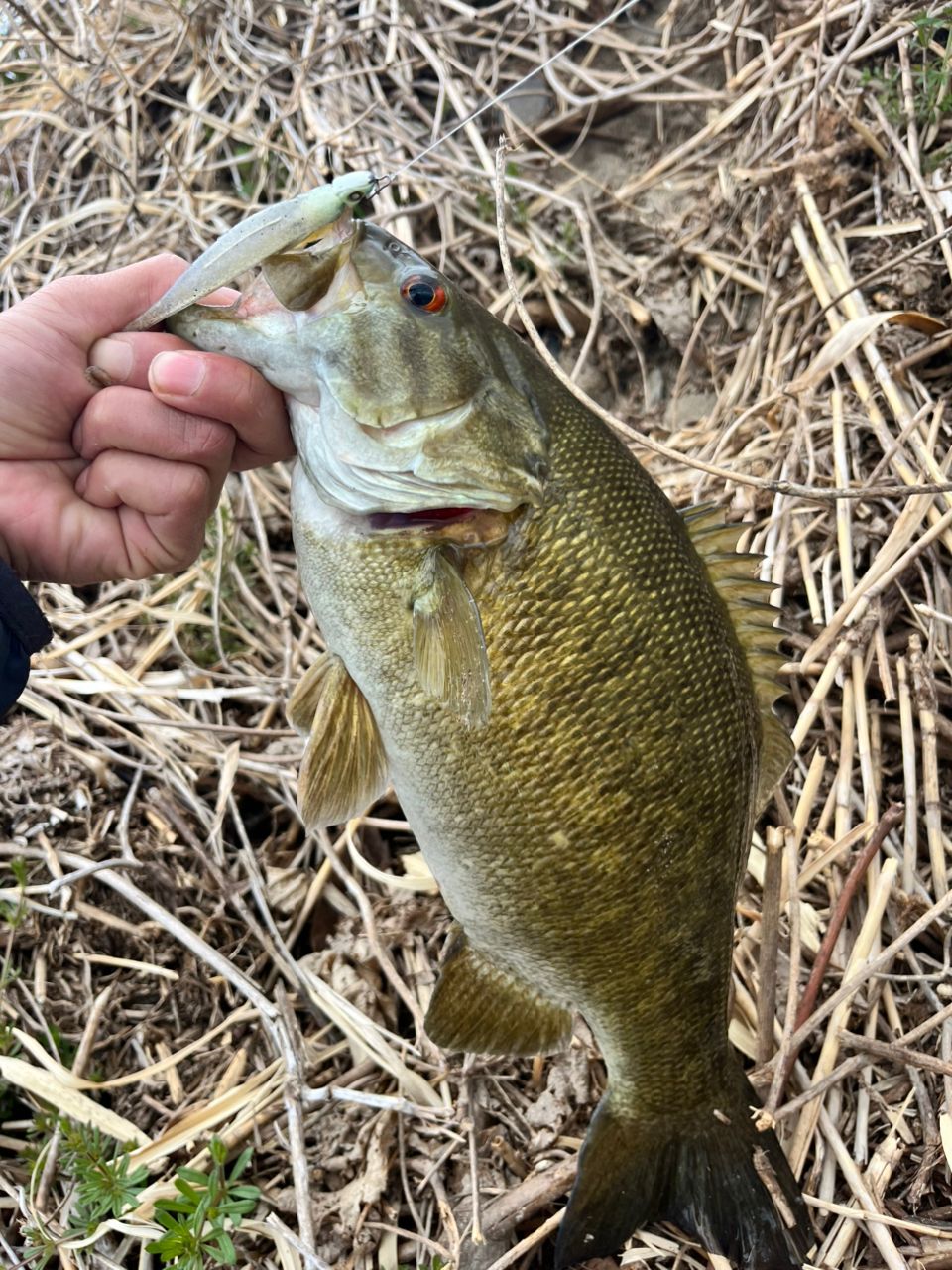 スモールマウスバス