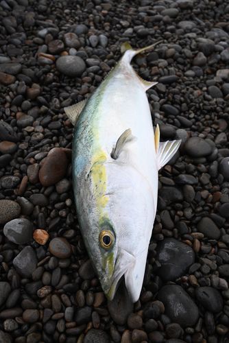 ブリの釣果