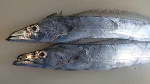 タチウオの釣果