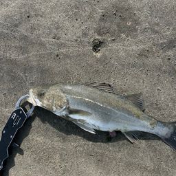 セイゴ（マルスズキ）