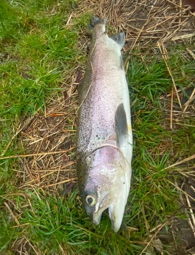 トラウトの釣果