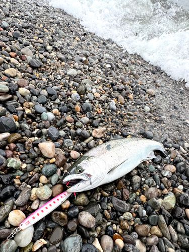 サクラマスの釣果