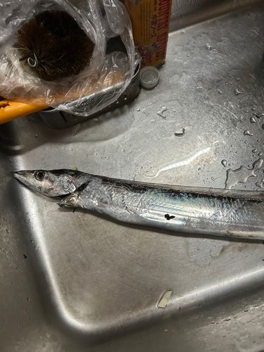 オオモンハタの釣果