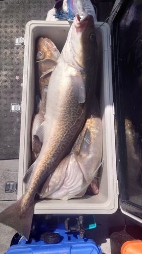 タラの釣果