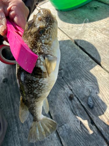 クサフグの釣果