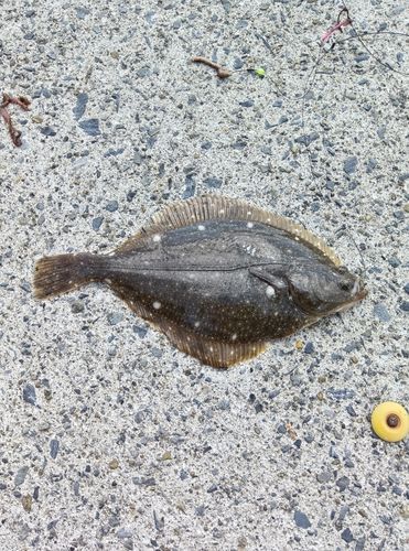 カレイの釣果