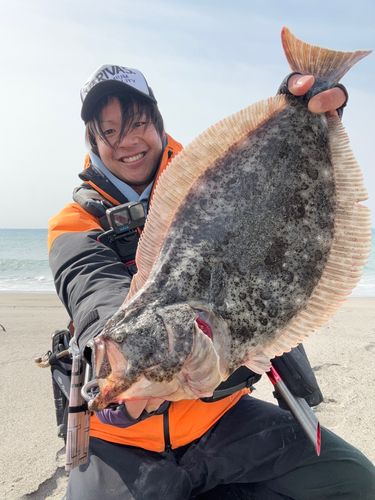 ヒラメの釣果