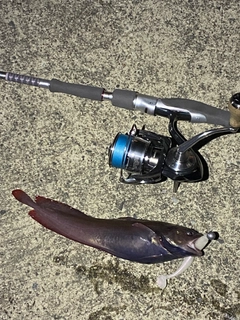 ドンコの釣果