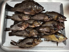 クロメバルの釣果