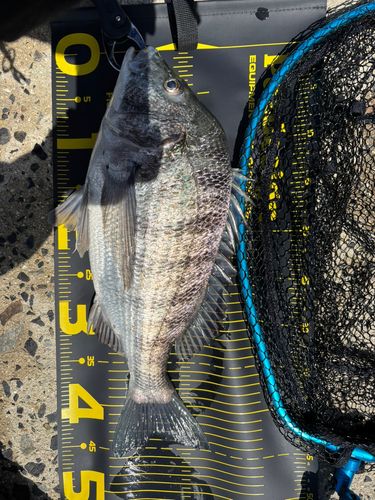 クロダイの釣果