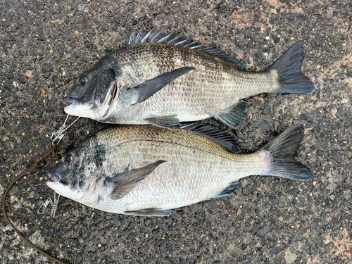 クロダイの釣果