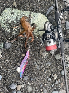 タコの釣果